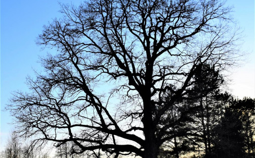 4. Vaišniūnų ąžuolas S.Mudinienė.jpg